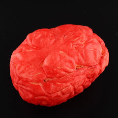 Props Lifesize Brain Haunted House