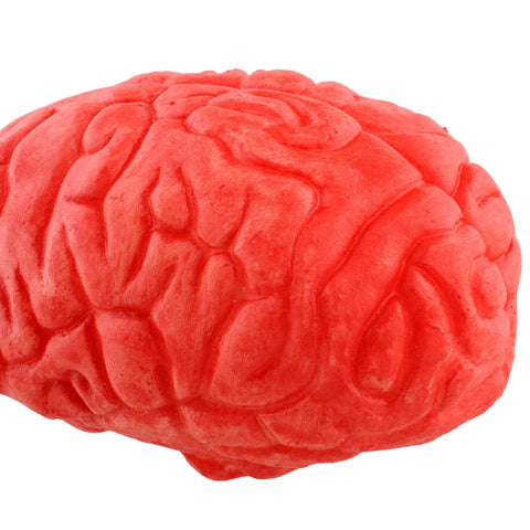 Props Lifesize Brain Haunted House